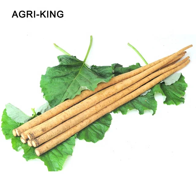 chinese fresh burdock root