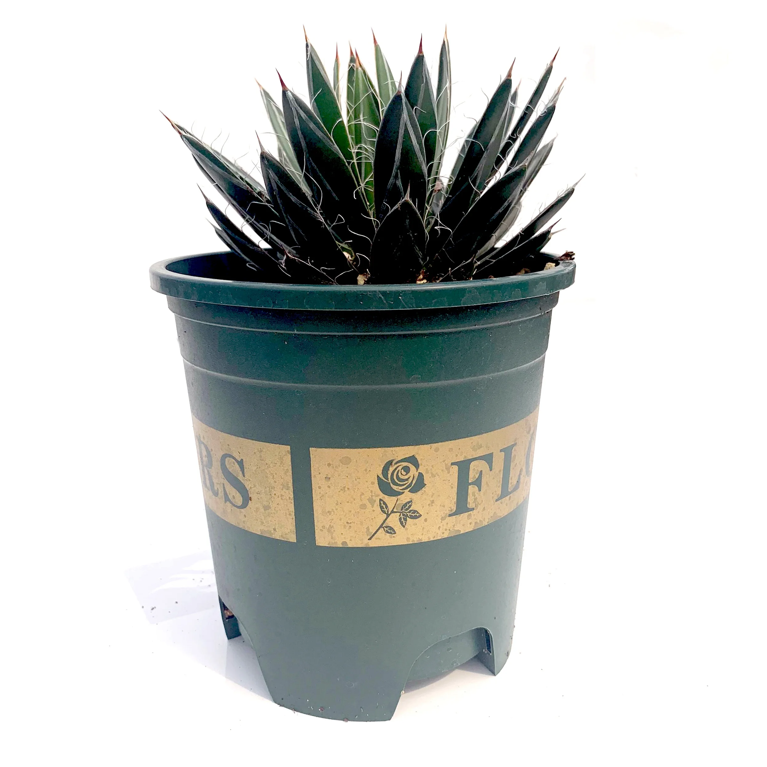 
Wholesale agave Succulent Plants office PottedIndoor Outdoor Planter agave decoration 