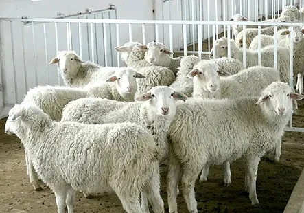 Concentrated Feed for Cattle and Sheep to Increase Weight Quickly During the Growth Stage