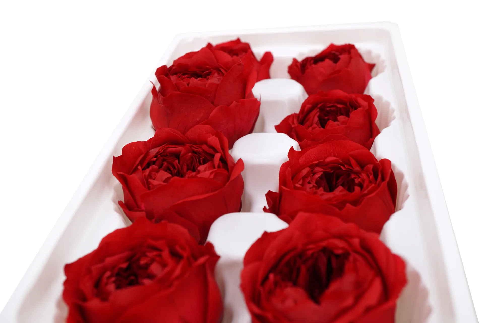 Wholesale Forever Real Natural Preserved Rose Flower Peony a Grade Diameter 4-5 Cm Austin Rose Heads Roses For Decoration