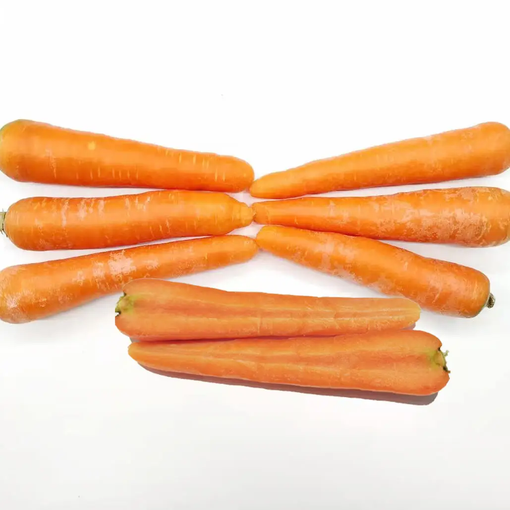 Export 2022 crop Wholesale   Carrot Fresh Organic Red Carrots