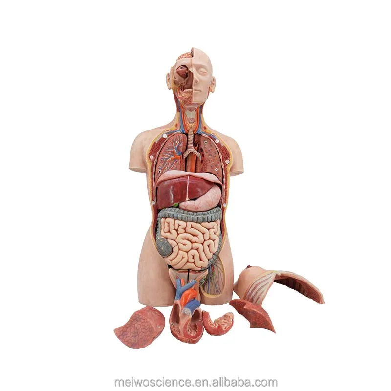 torso model.jpg