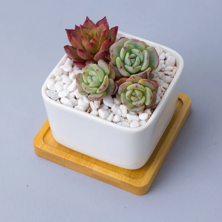 Custom white mini ceramic square succulent planter flower pot
