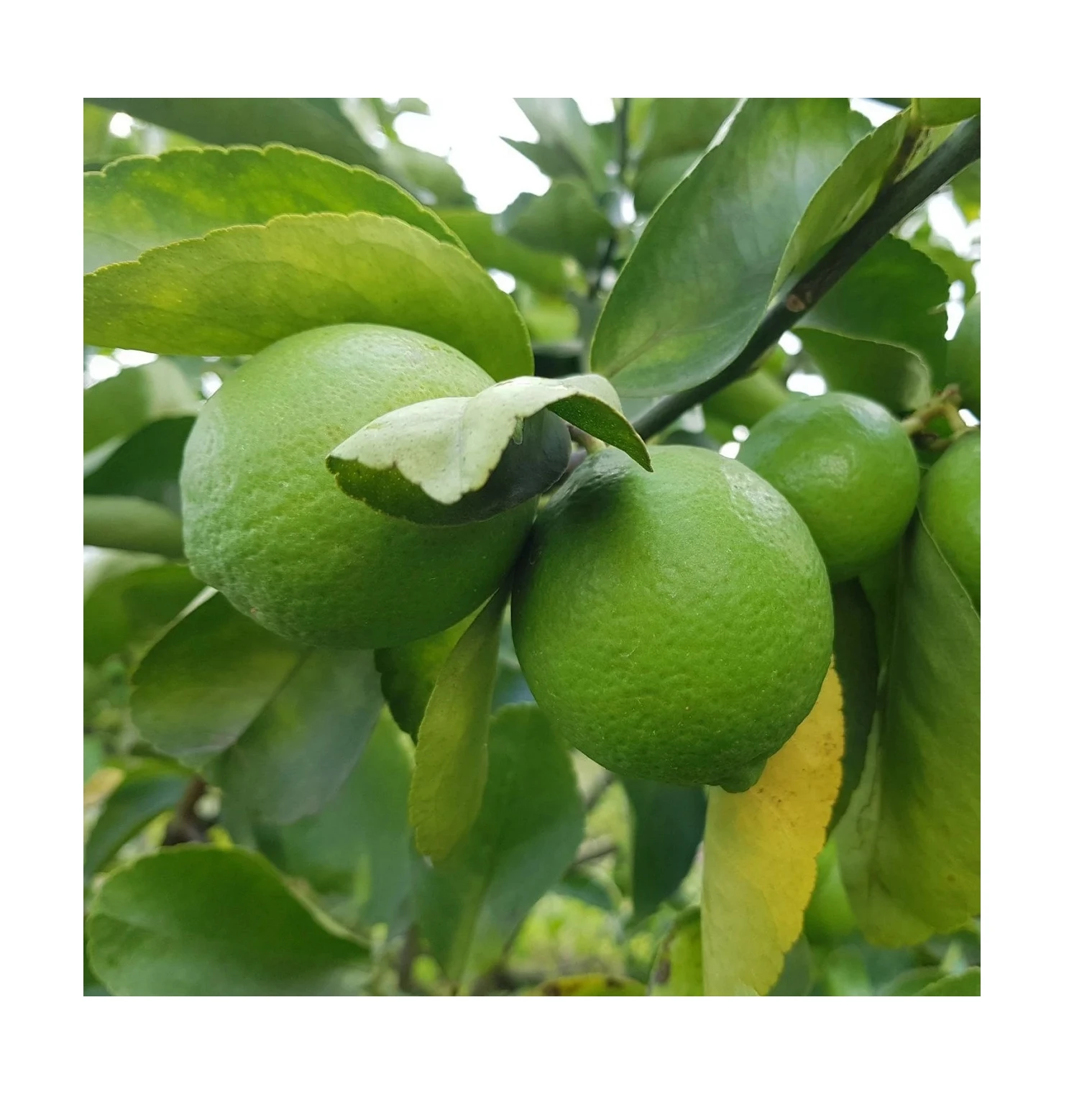 New Harvest 2023 Crop Fresh Green Seedless Lemon Fresh Citrus Fruit, 7kg/box Packaging Limes