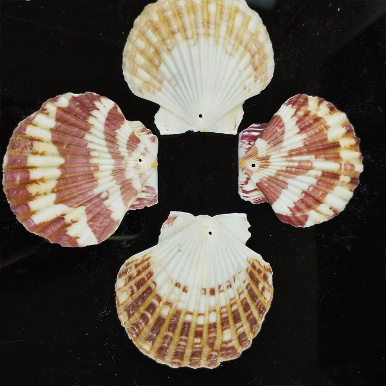 Wholesale Seashells Factory Price for DIY Natural Sea Shells Crafts  !!