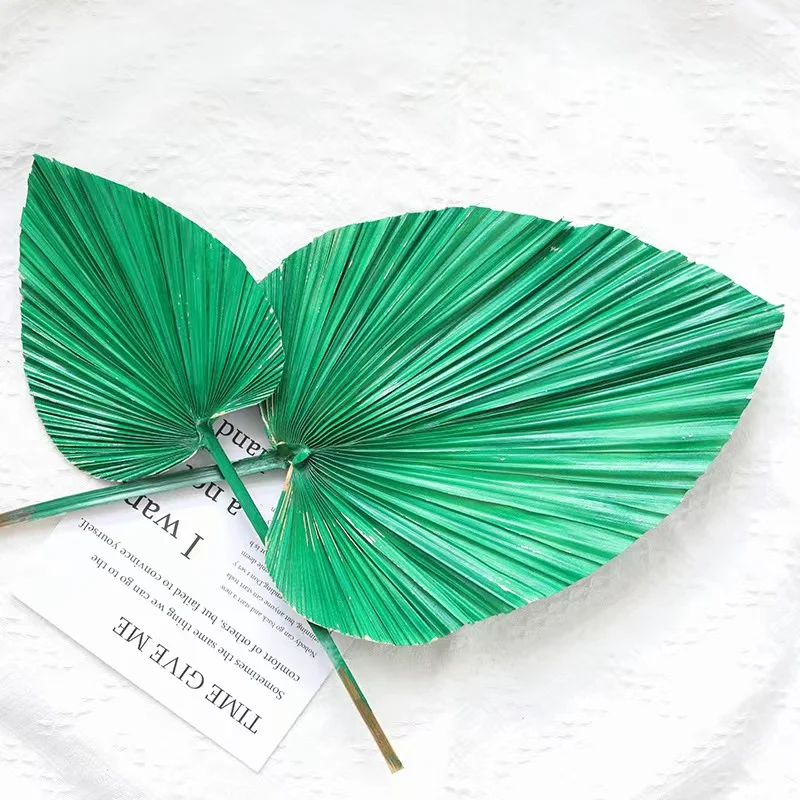 Сушеный веер для пальмы в классическом стиле свадебного