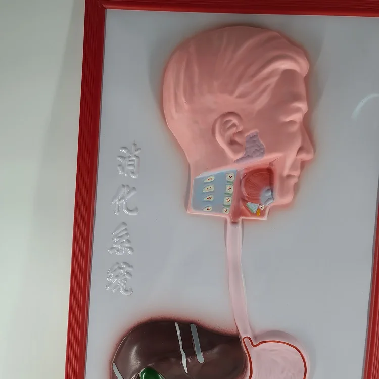 Biology medical blood circulation system embossed model