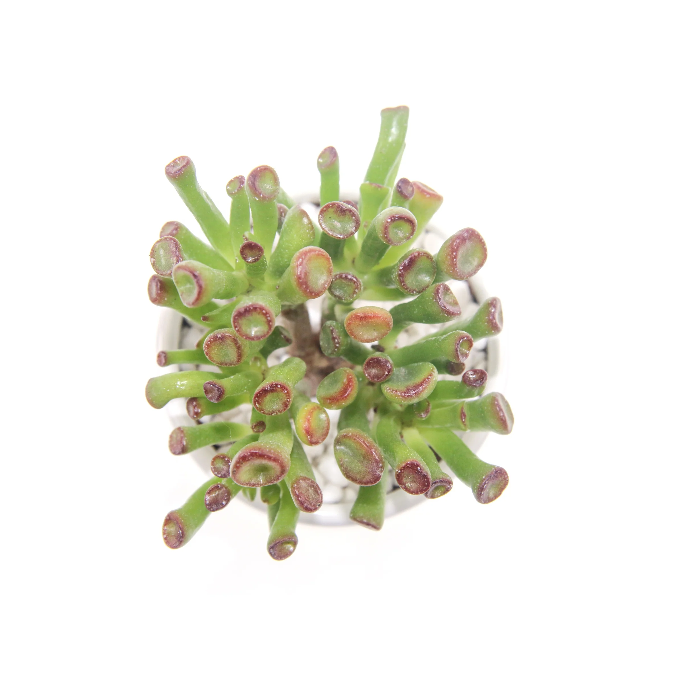 Красивое инновационное дизайнерское искусственное растение-суккулент, Кросса, косой Золотой, для праздничного подарка