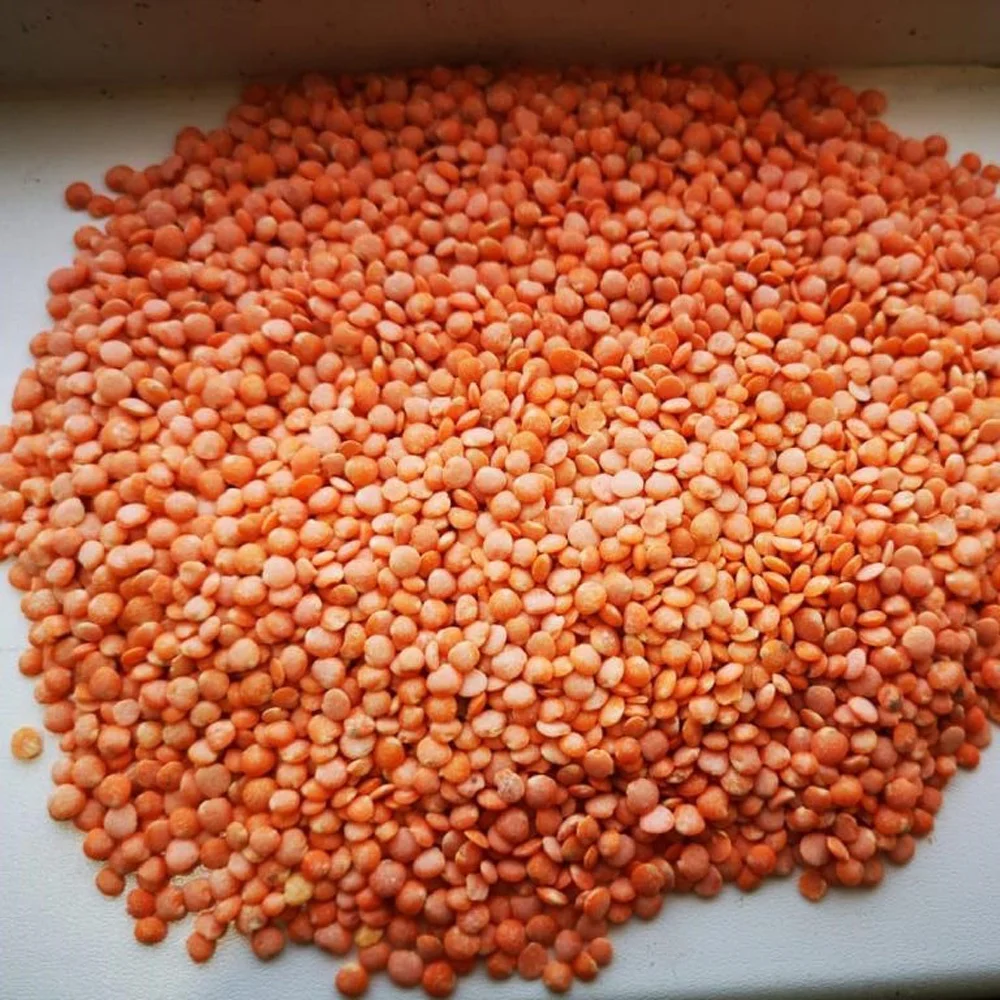High quality Red Lentils for food industry and cooking manufacturer prices grains and seeds for sale in bulk