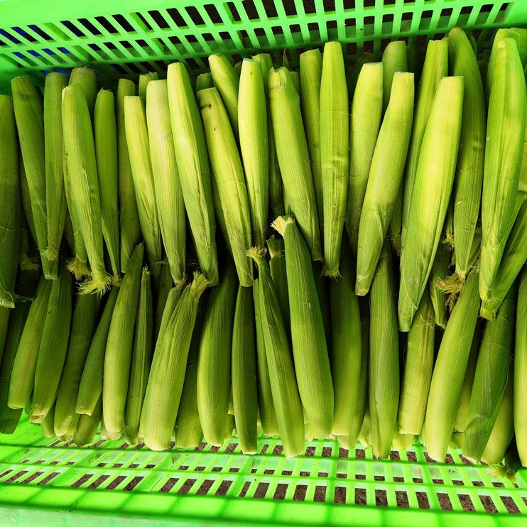 Таиланд, высокое качество, свежая кукуруза для младенцев, молодая кукуруза, натуральная Кукуруза для младенцев, хороший выбор, Лидер продаж, экспортный стандарт из Таиланда