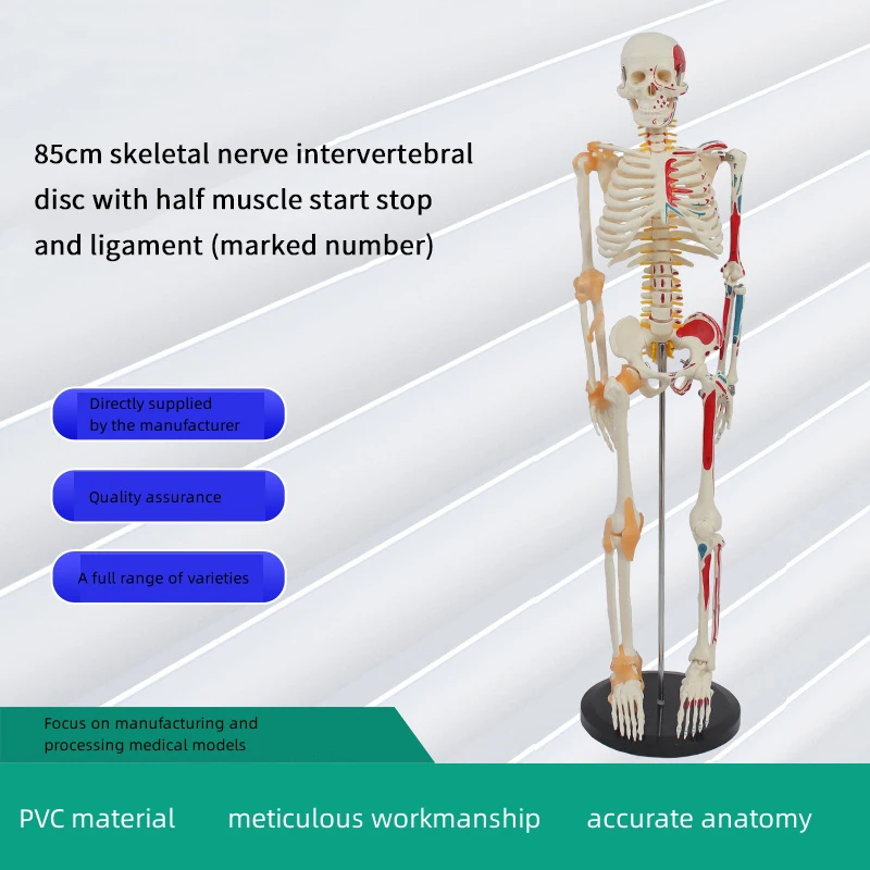 2024 Hot selling products Halloween Decorations Plastic Life Size Full Body Realistic Gear Human Skeleton emergency medical supplies
