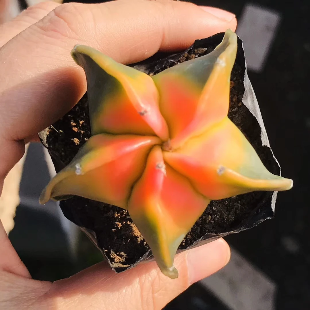 Астрофитум мириостигма, 88 шт. разноцветных кактусов cacton, горячая Распродажа