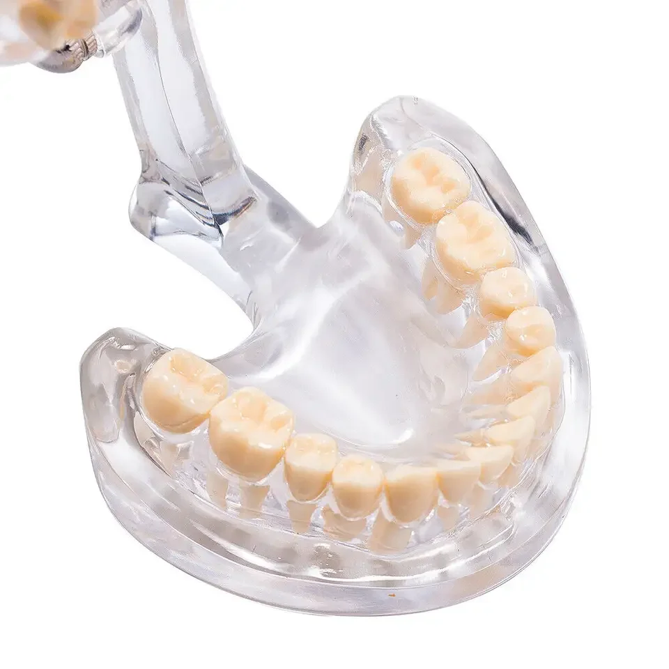 Цена по прейскуранту завода-изготовителя зубная образовательная стандартная модель зубов взрослых для продажи