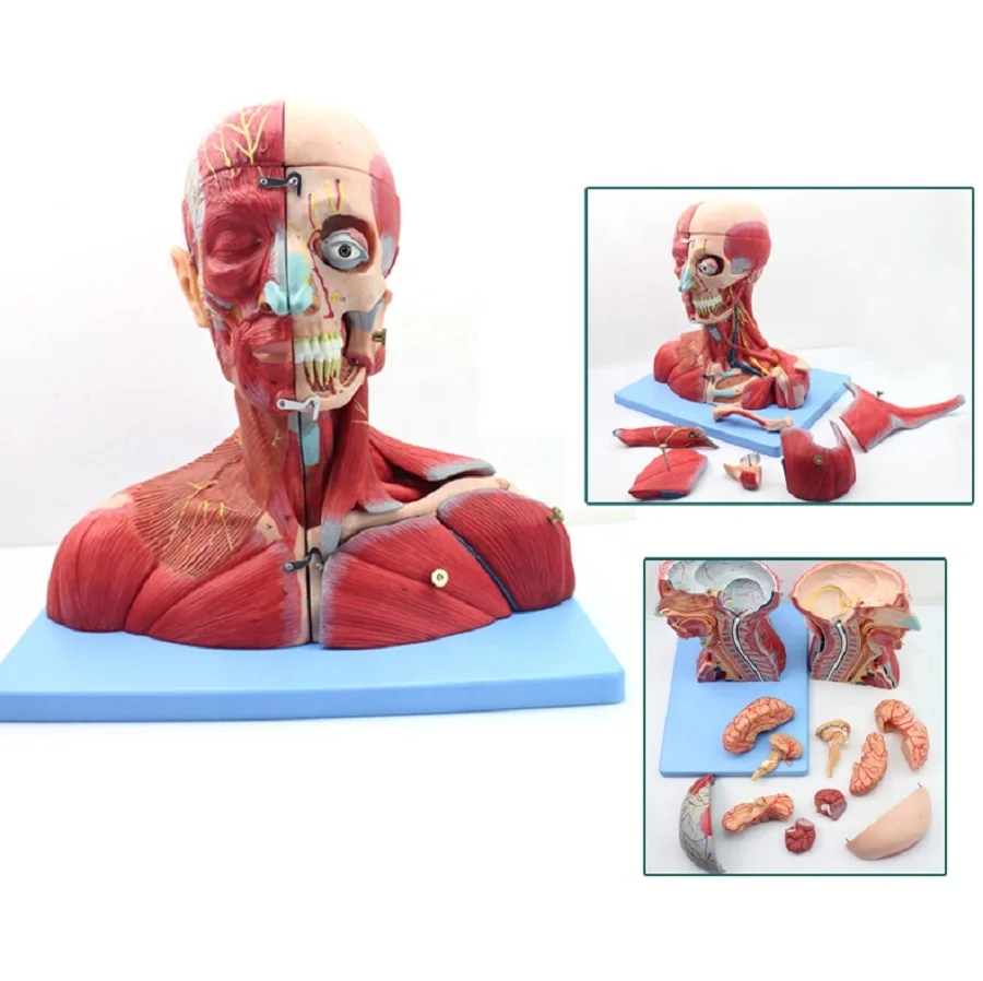 Medical professional human anatomy, head and neck vascular neuroencephalon model