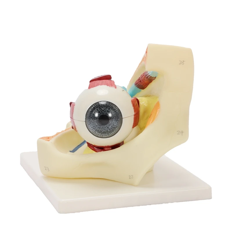 eye and orbit magnification model Eye extraocular muscle model for medical teaching