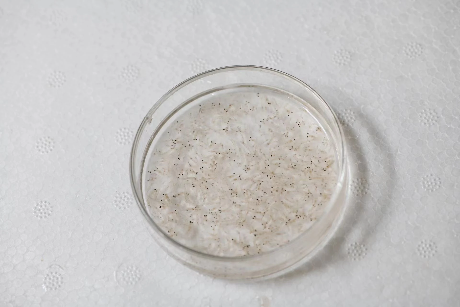 wholesale fish food flowerhorn fish food frozen brine shrimp aquarium feeder