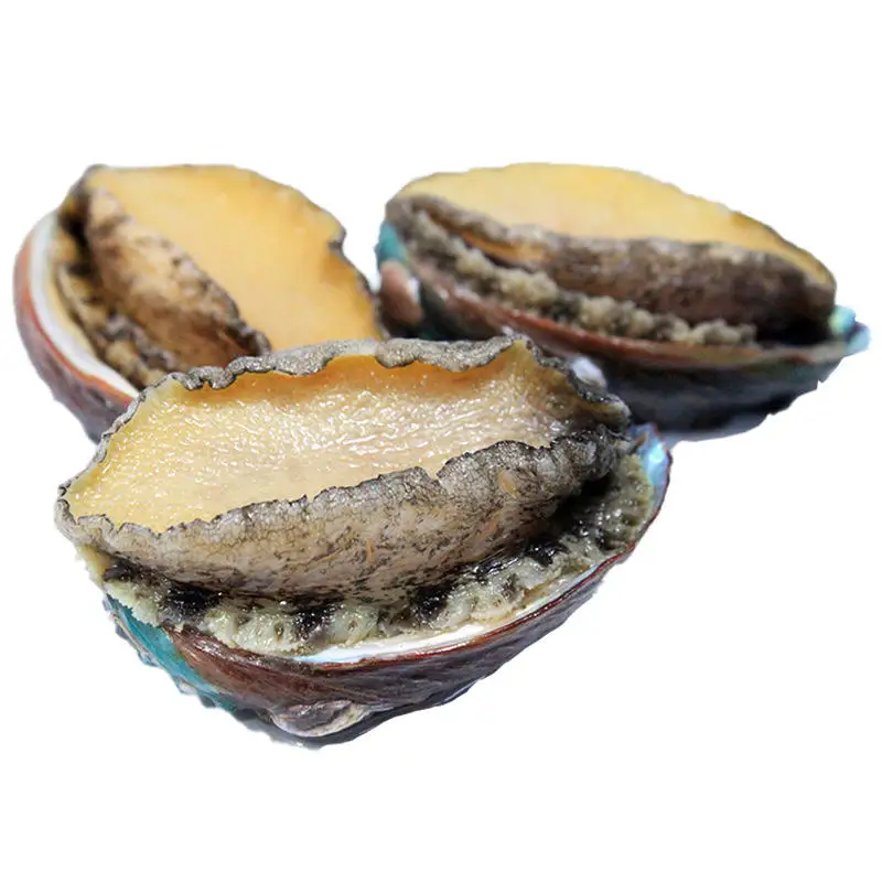 New product selling canned dried frozen fresh paua abalone price factory wholesale