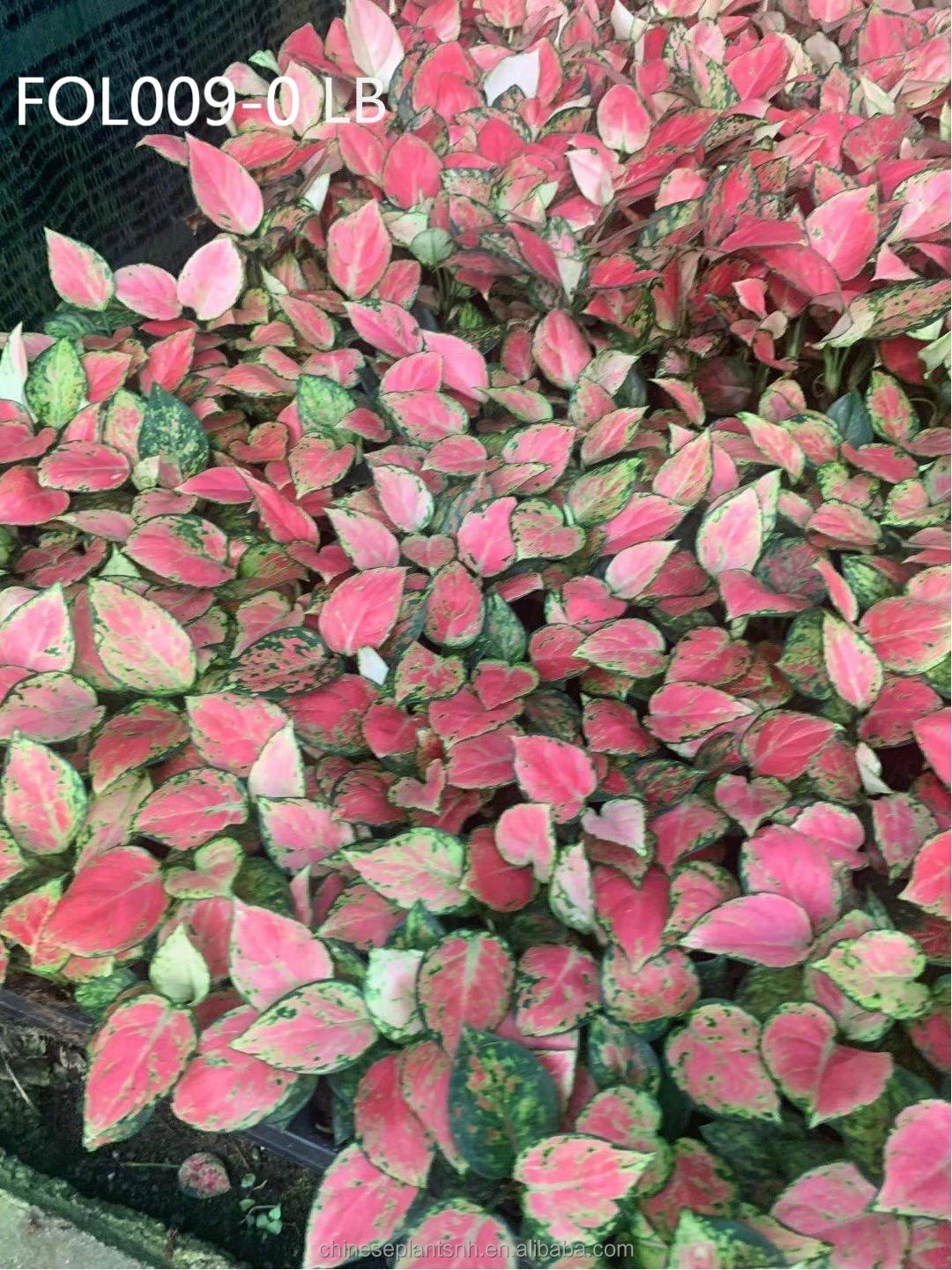 
Aglaonema tissue culture seedlings Aglaonema-Auspicious Red baby plant seedlings 