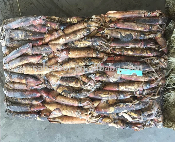 Great quality new catching frozen squid black skin squid ink for cooking for market