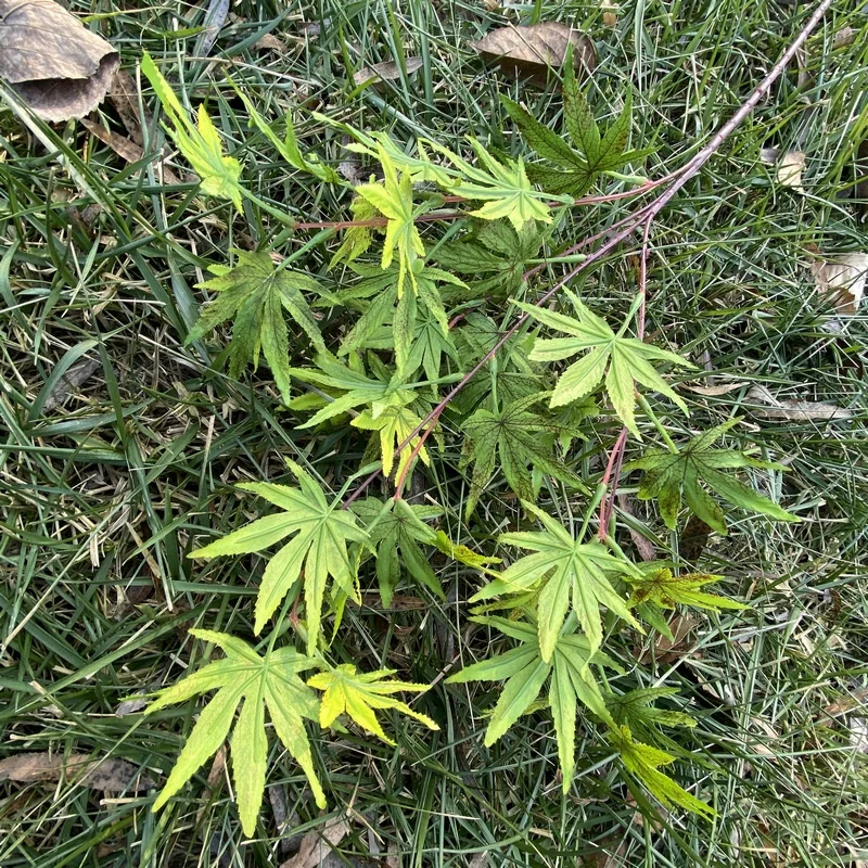 Maple leaf Hot selling cheap Outdoor decorative maple leaf 85cm artificial maple leaf Realistic weeding shooting props