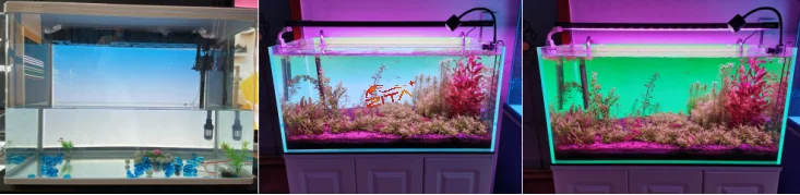 2022-luxsheet-fish