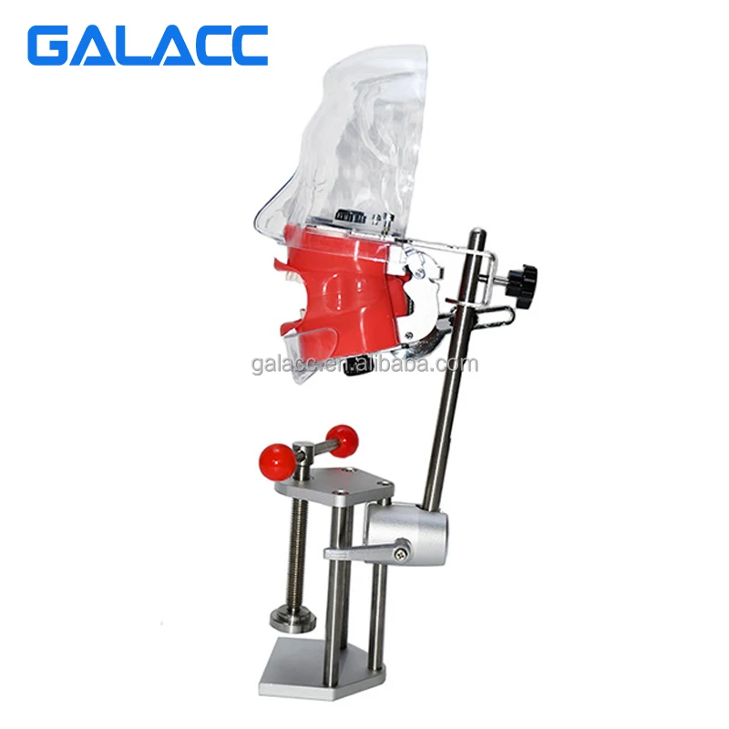Simple Dental Head Model T Dental Phantom Head Model Simulator Human Body Model Kits To Assemble Goods