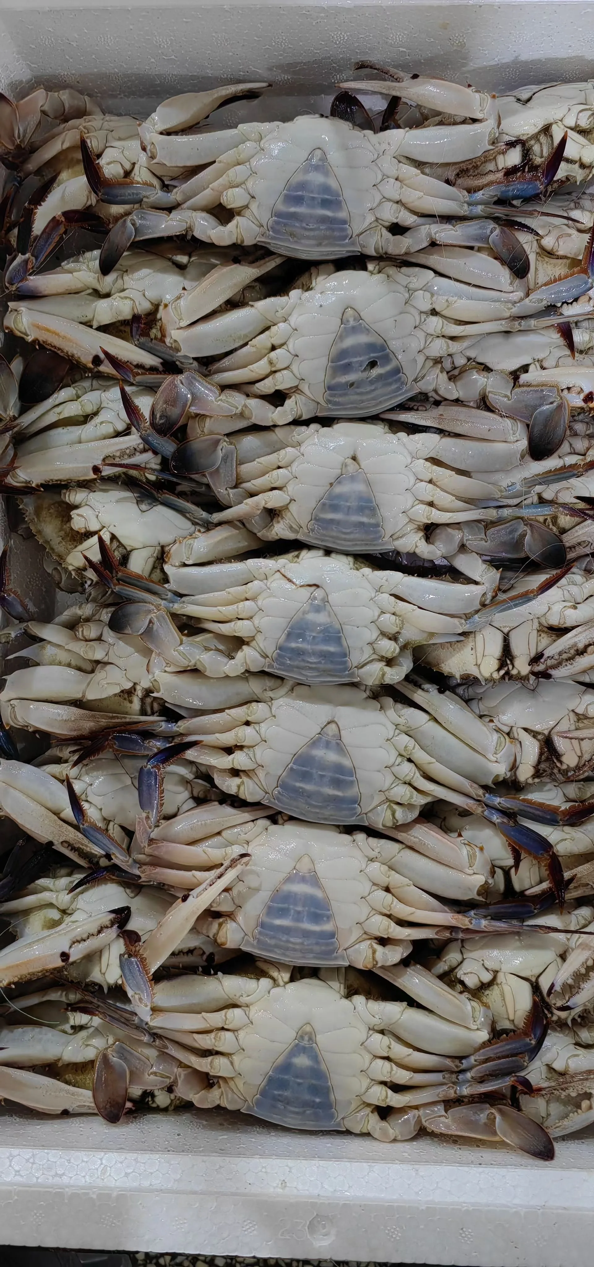 Frozen  Blue Swimming Crab Great Price In Stock