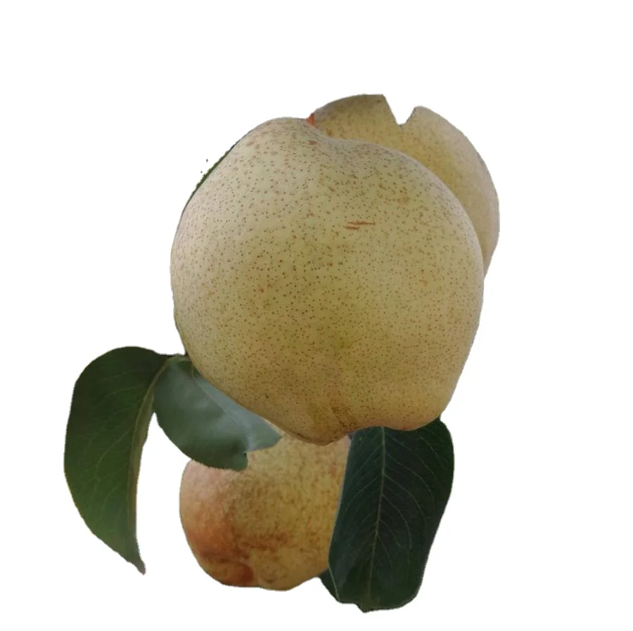 Fresh Fruit Shanong Su Pear,Local plant base directly supply