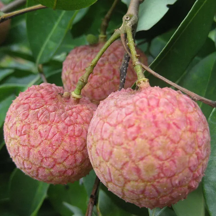 high good feedback lychee sweet tender juicy fruit
