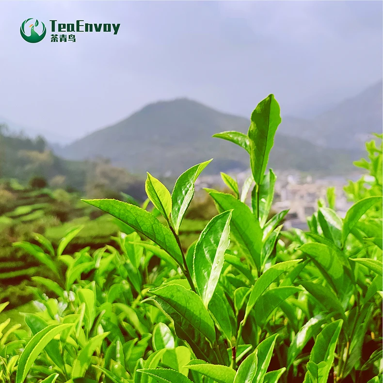 
Chinese refined premium fenghuang single cluster dancong black tea for customized packaging bulk cups hotel tea bags 