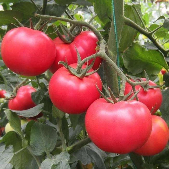 Yinong F1 hybrid high yield pink tomato seeds best price for sale