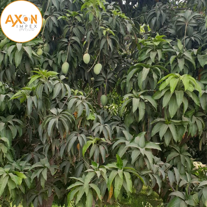 Манго ферма Пакистанская здоровая Органическая манго дешевая с 100% тропической природы свежие фрукты Wahapy еды Пакистан