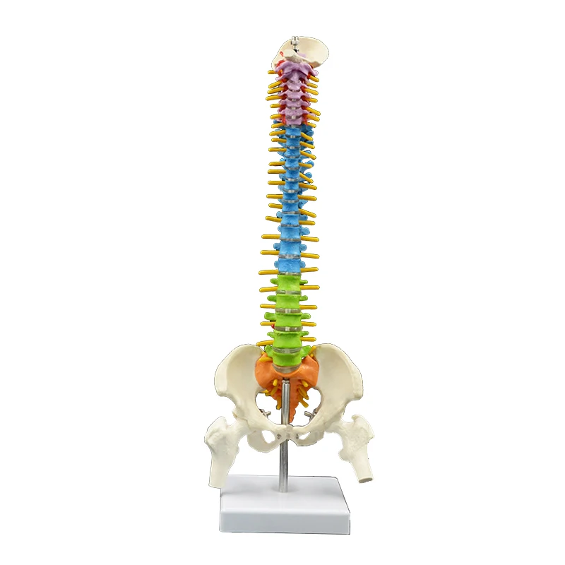 New Type Teaching Resources Medical Science Anatomy Model Spine Model