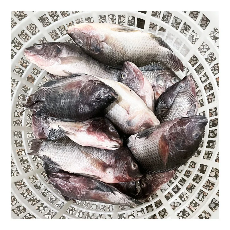 Premium Quality Tilapia IQF Size 100-200-400-500-800g Frozen Whole Round Tilapia Wholesale Price