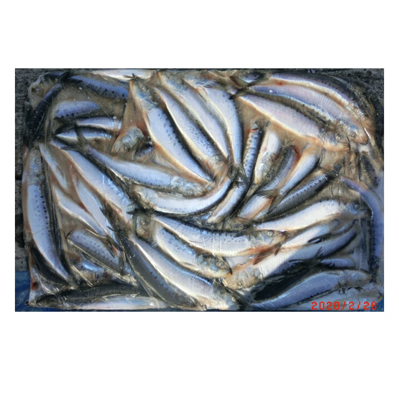 Wholesale Sardines Fresh  IQF Pilchards Frozen BQF Sardine
