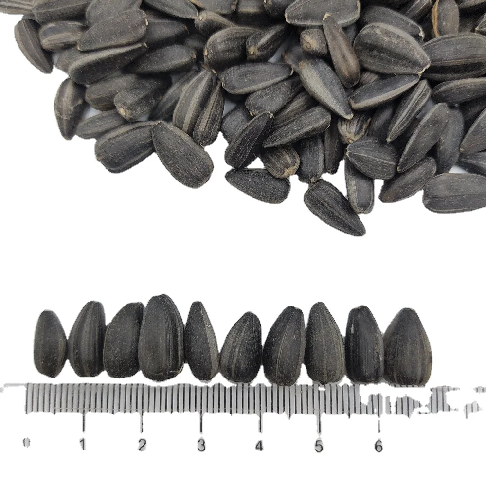 Factory Wholesale Cheap Price Top Grade High Quality Non Gmo Black Oil Sunflower Kernels Seeds