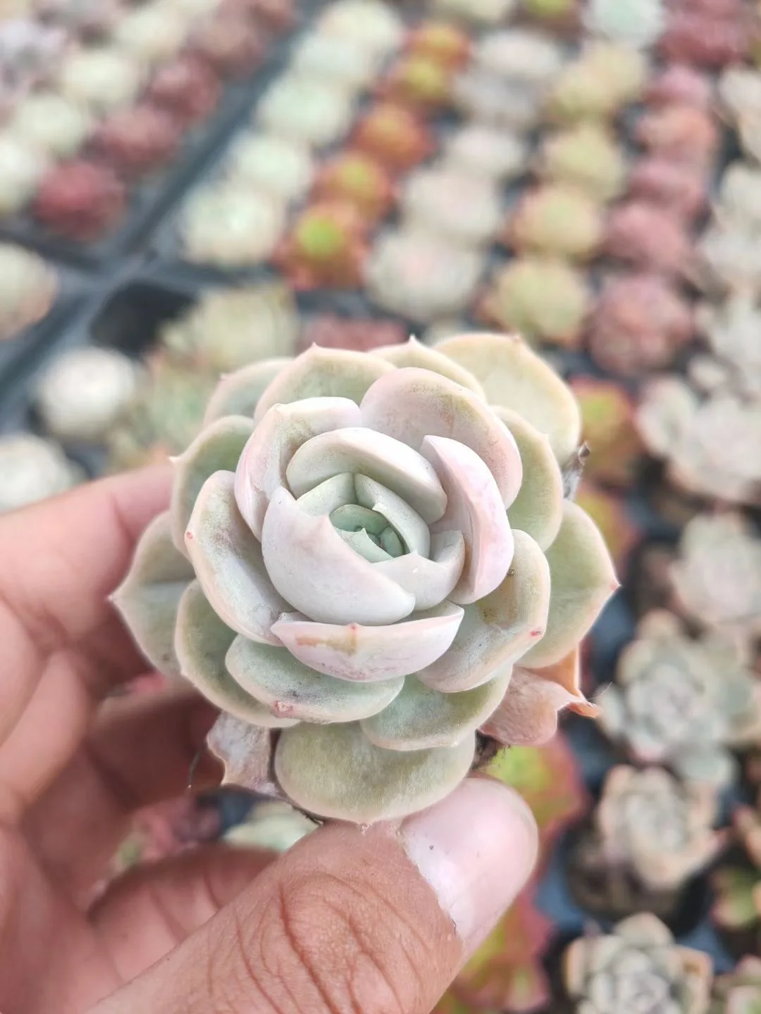 
Succulent mixed tray cactus wholesale natural plant succulent pot Korea Succulent tray Plants 50 pcs in each tray 