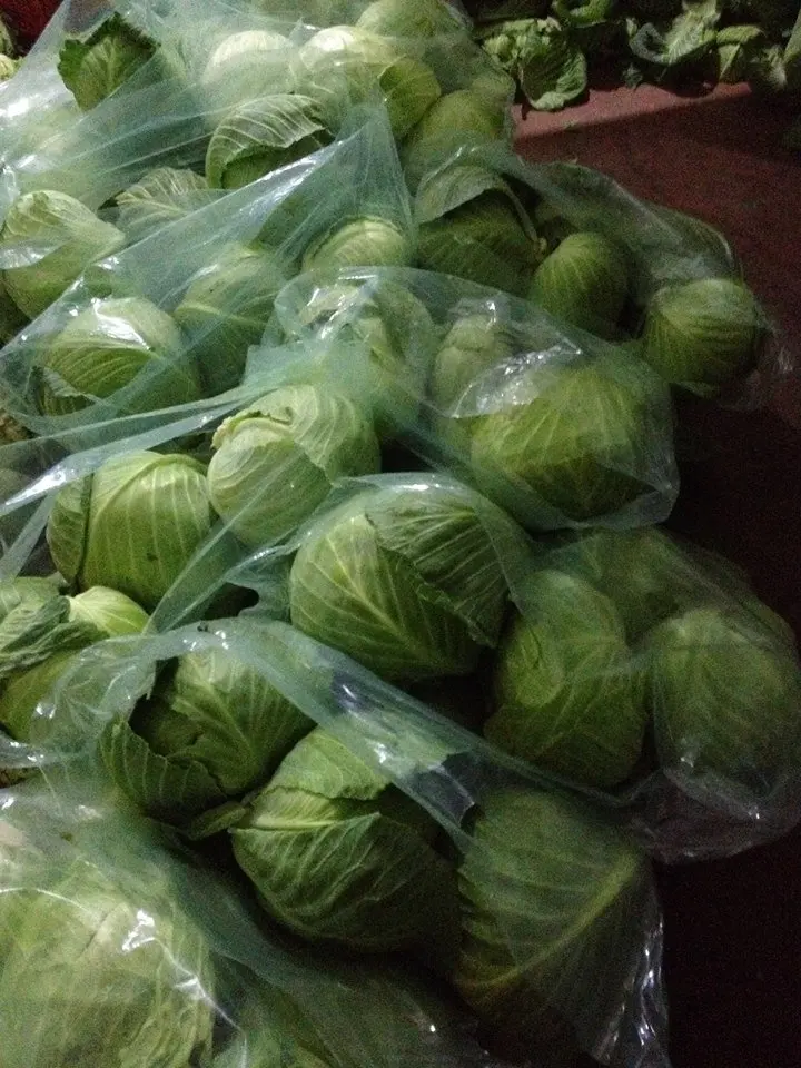 DEAL HOT Natural Green Chinese/Napa Cabbage with High Quality exporting in 2023 product of Viet Nam