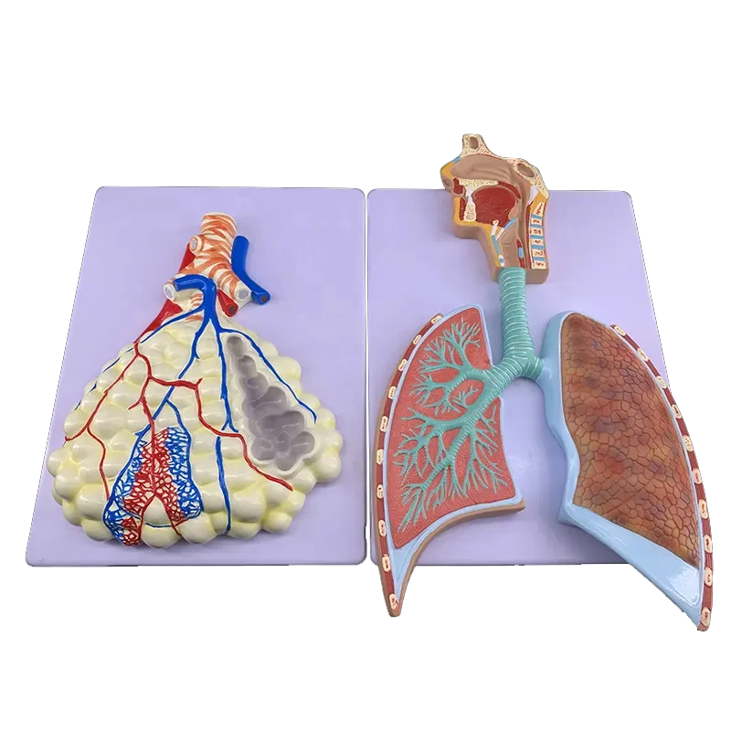 Human Respiratory System Anatomy Model Lung Anatomy Respiratory System Embossed Model