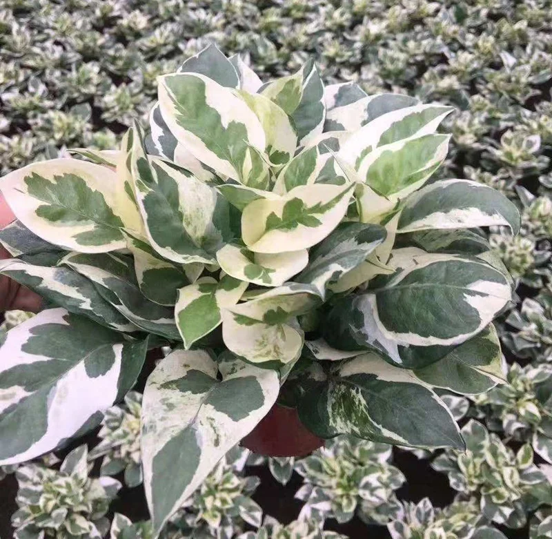  Прямая продажа по низкой цене высокое качество Scindapsus aurea серебряный кос декоративные зеленые листва живые растения