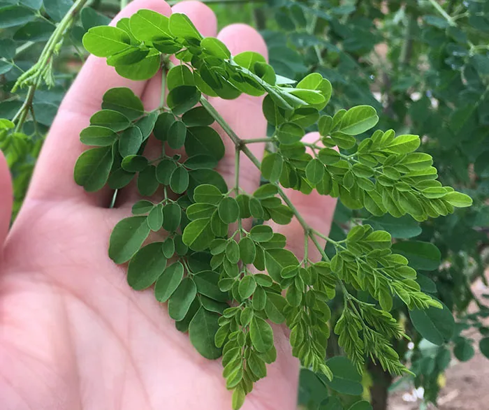 GMO Moringa Leaves /Moringa Seed/Moringa Leaves Powder Wholesales Bulk Support OEM 500g/Bags