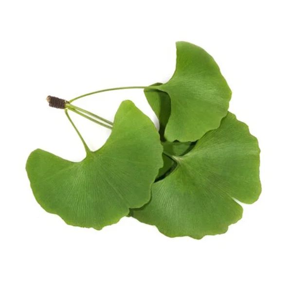 
Hot Sale Natural Ginkgo Biloba Extract Price 