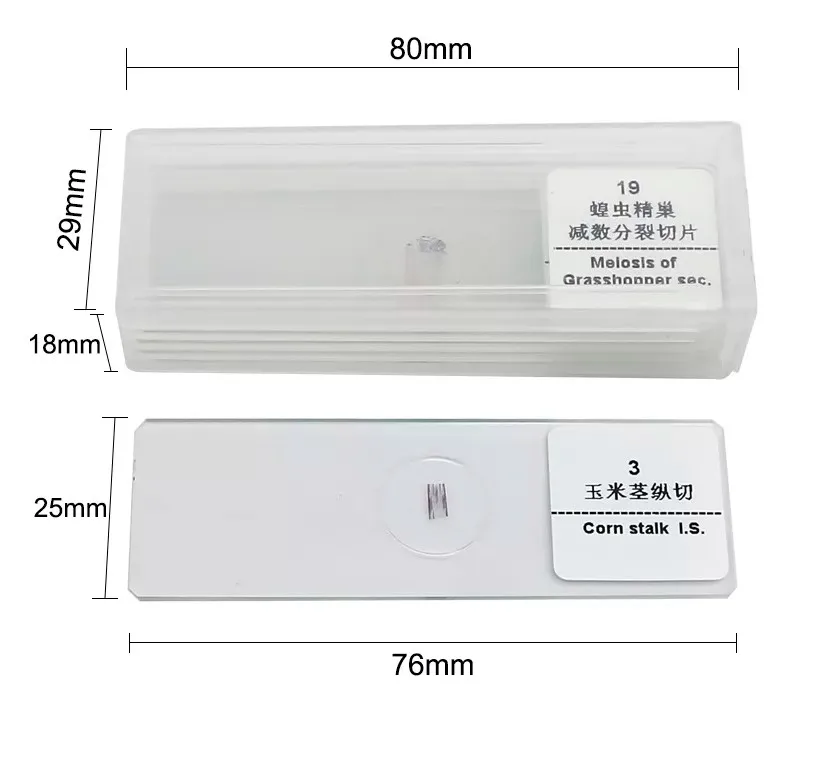 Education Medical Science Natural Botany Leaf Microscope Prepared Slides Set for Teaching and Learning