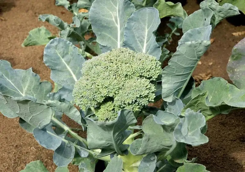 Factory wholesale China Vegetables Broccoli export price fresh broccoli from China