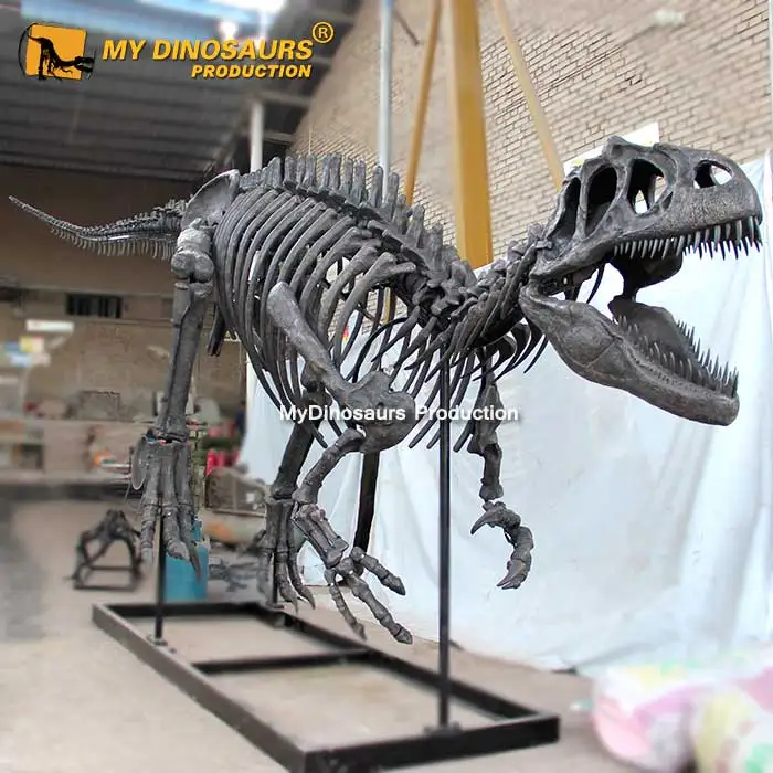 My Dino Museum Educational Dinosaur Skeleton Allosaurus