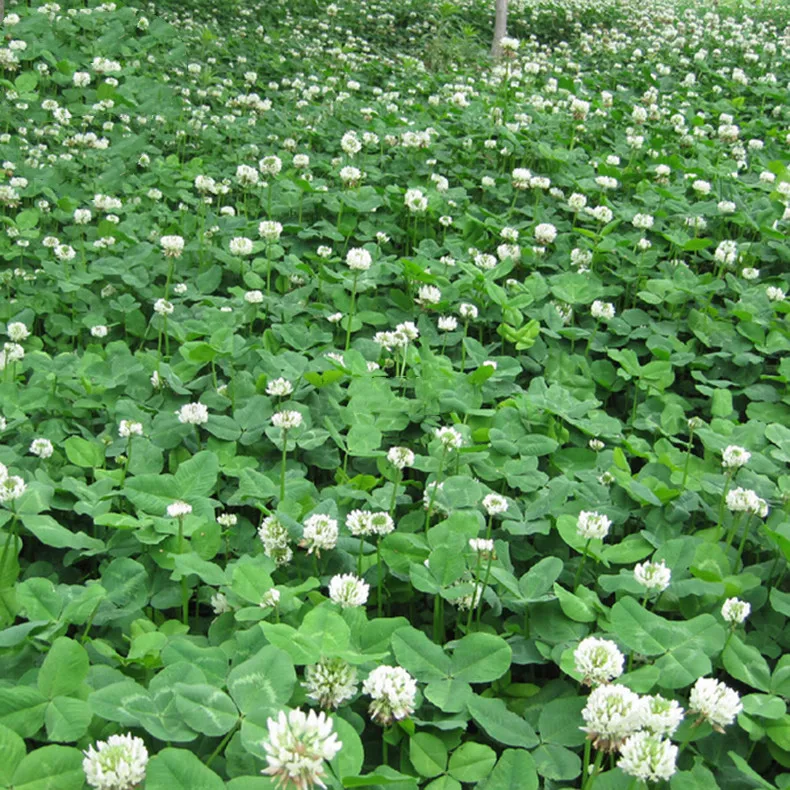 Shanghai Herbary Поставка семян травы клевера Ladino для корма