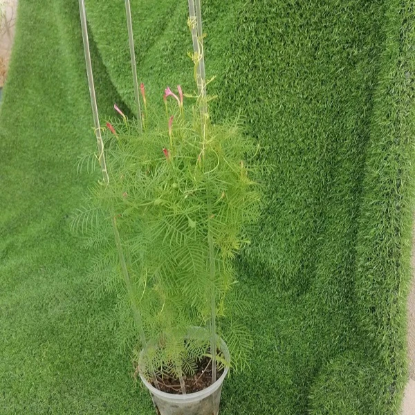 Garden Tomato Plant Support Stick Clear Plant Stake U-shape Transparent Acrylic Sticks For Plants