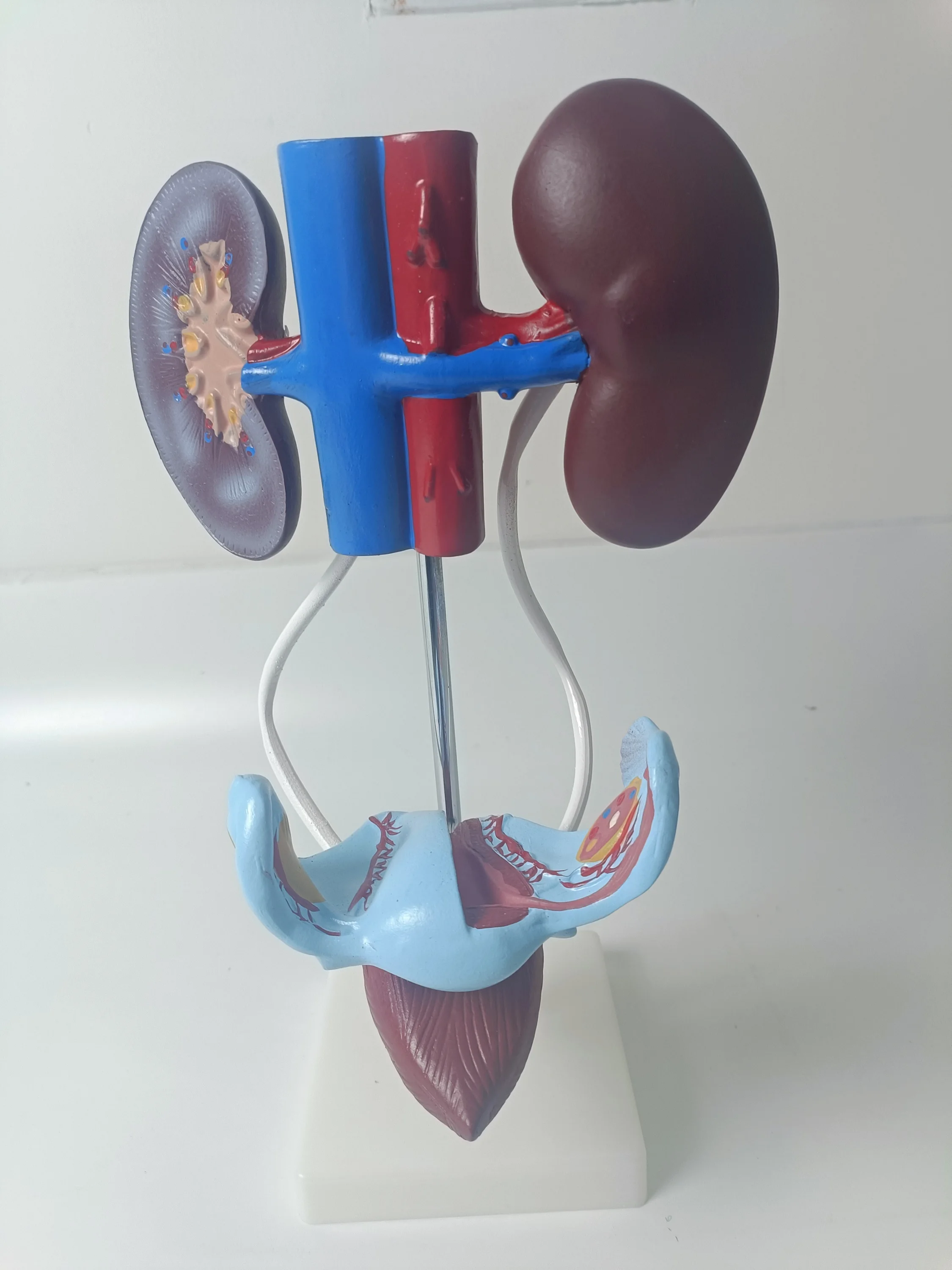 Medical Practice Training PVC 3D Human Authentic Demonstration Anatomy Female Reproductive System Model For Study Teaching