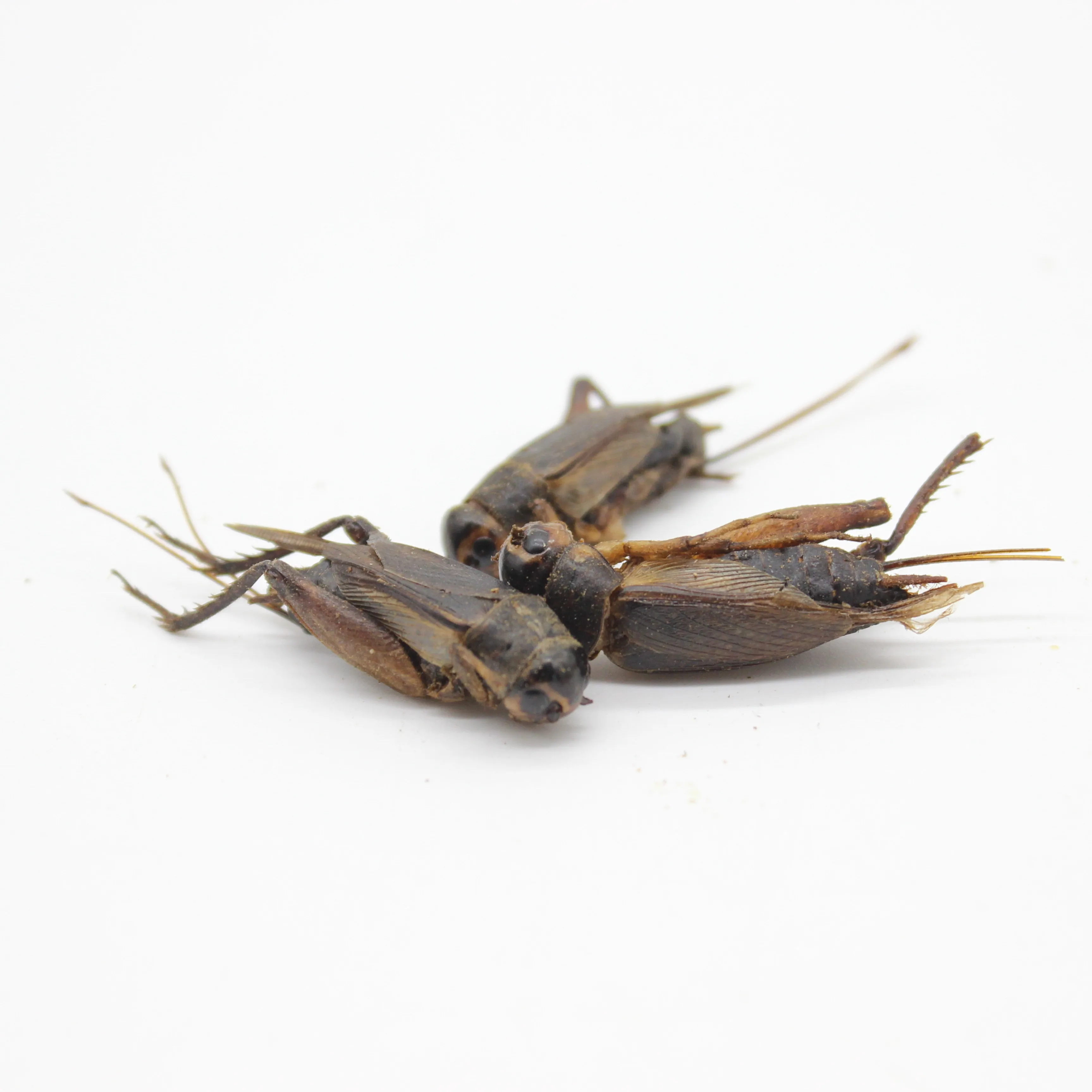 
High protein Dried crickets insects for Pet Food 