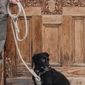 Customizable luxury Dog Lead Hemp Rope personalized logo Choices Tailor dog leash with wooden handle